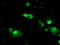 Leukocyte Receptor Cluster Member 1 antibody, LS-C173078, Lifespan Biosciences, Immunofluorescence image 