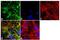 Annexin A6 antibody, 720161, Invitrogen Antibodies, Immunofluorescence image 