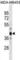 Lymphokine-activated killer T-cell-originated protein kinase antibody, abx031013, Abbexa, Western Blot image 