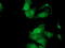 MOB Kinase Activator 3B antibody, TA501502, Origene, Immunofluorescence image 
