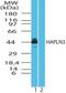 Hyaluronan And Proteoglycan Link Protein 3 antibody, PA5-23163, Invitrogen Antibodies, Western Blot image 