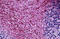 LPAR1 antibody, MBS244601, MyBioSource, Immunohistochemistry frozen image 