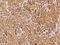 Butyrophilin Subfamily 3 Member A1 antibody, 105314-T08, Sino Biological, Immunohistochemistry paraffin image 