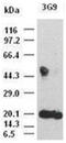 IL-6 antibody, ADI-905-886-100, Enzo Life Sciences, Western Blot image 
