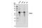 IKAROS Family Zinc Finger 3 antibody, 15103S, Cell Signaling Technology, Western Blot image 