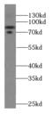 Cullin 4A antibody, FNab02077, FineTest, Western Blot image 