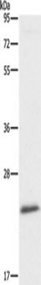 Autophagy Related 10 antibody, TA349480, Origene, Western Blot image 