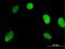 Nitric Oxide Synthase Interacting Protein antibody, H00051070-B01P, Novus Biologicals, Immunocytochemistry image 