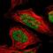 Zinc finger protein 148 antibody, PA5-51620, Invitrogen Antibodies, Immunofluorescence image 