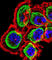 Regulator Of Calcineurin 1 antibody, abx029066, Abbexa, Western Blot image 
