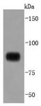 Signal Transducer And Activator Of Transcription 4 antibody, NBP2-67868, Novus Biologicals, Western Blot image 