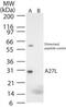 Vaccinia Virus Fusion Protein antibody, PA1-41501, Invitrogen Antibodies, Western Blot image 