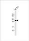 Latexin antibody, PA5-71905, Invitrogen Antibodies, Western Blot image 