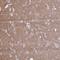 Netrin 1 antibody, NBP2-31640, Novus Biologicals, Immunohistochemistry paraffin image 