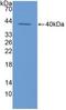 Eotaxin-1 antibody, LS-C314345, Lifespan Biosciences, Western Blot image 