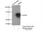 Heat Shock Protein Family D (Hsp60) Member 1 antibody, 66041-1-Ig, Proteintech Group, Immunoprecipitation image 