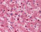 Transthyretin antibody, 51-053, ProSci, Immunohistochemistry frozen image 