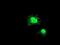 Ganglioside Induced Differentiation Associated Protein 1 Like 1 antibody, MA5-25608, Invitrogen Antibodies, Immunocytochemistry image 