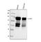 Calpastatin antibody, A00337, Boster Biological Technology, Western Blot image 
