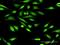 Insulin Like Growth Factor Binding Protein 3 antibody, H00003486-D01P, Novus Biologicals, Immunofluorescence image 
