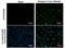 Dengue virus antibody, GTX103349, GeneTex, Immunofluorescence image 