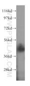 NudE Neurodevelopment Protein 1 Like 1 antibody, 17262-1-AP, Proteintech Group, Western Blot image 