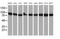 MEP antibody, MA5-25881, Invitrogen Antibodies, Western Blot image 