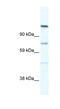 Rap Associating With DIL Domain antibody, MBS832135, MyBioSource, Western Blot image 