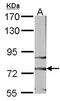 Frizzled Class Receptor 3 antibody, LS-C109293, Lifespan Biosciences, Western Blot image 