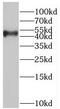 Bone morphogenetic protein 10 antibody, FNab00915, FineTest, Western Blot image 