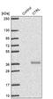 Chymotrypsin-like protease CTRL-1 antibody, PA5-56958, Invitrogen Antibodies, Western Blot image 