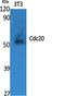 Cell Division Cycle 20 antibody, PA5-50925, Invitrogen Antibodies, Western Blot image 