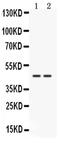 Cathepsin K antibody, PA5-79099, Invitrogen Antibodies, Western Blot image 