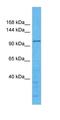 WD Repeat Domain 59 antibody, orb327146, Biorbyt, Western Blot image 