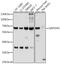 Glyceraldehyde-3-Phosphate Dehydrogenase, Spermatogenic antibody, 13-672, ProSci, Western Blot image 