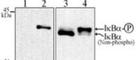 NFKB Inhibitor Alpha antibody, NB100-56724, Novus Biologicals, Immunoprecipitation image 