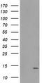 Retrotransposon Gag Like 8B antibody, LS-C337200, Lifespan Biosciences, Western Blot image 