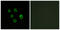Frizzled Class Receptor 5 antibody, LS-B12542, Lifespan Biosciences, Immunofluorescence image 