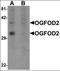 2-Oxoglutarate And Iron Dependent Oxygenase Domain Containing 2 antibody, orb95594, Biorbyt, Western Blot image 