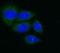 Insulin Like Growth Factor Binding Protein 3 antibody, FNab04178, FineTest, Immunofluorescence image 