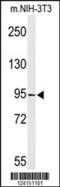 TATA-Box Binding Protein Associated Factor 3 antibody, 64-044, ProSci, Western Blot image 