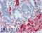 Filamin A antibody, LS-B6090, Lifespan Biosciences, Immunohistochemistry paraffin image 