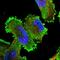5'-3' Exoribonuclease 1 antibody, HPA035006, Atlas Antibodies, Immunofluorescence image 