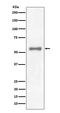 Paired Box 7 antibody, M00845-1, Boster Biological Technology, Western Blot image 