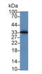 Major Histocompatibility Complex, Class II, DR Alpha antibody, LS-C300040, Lifespan Biosciences, Western Blot image 