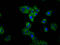 Transmembrane Protein 150A antibody, LS-C681559, Lifespan Biosciences, Immunofluorescence image 