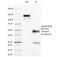 CD45RO antibody, 33-301, ProSci, Western Blot image 