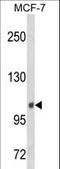 Inositol Polyphosphate-4-Phosphatase Type II B antibody, LS-C165246, Lifespan Biosciences, Western Blot image 