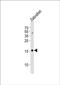 GABA Type A Receptor Associated Protein Like 2 antibody, PA5-72222, Invitrogen Antibodies, Western Blot image 