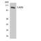 LDL Receptor Related Protein 8 antibody, LS-C292150, Lifespan Biosciences, Western Blot image 